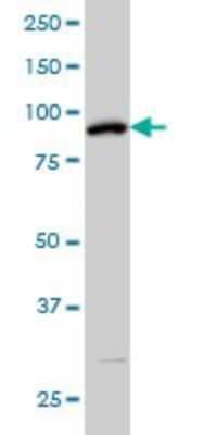 Western Blot: SRPK1 Antibody (6H5) [H00006732-M01]