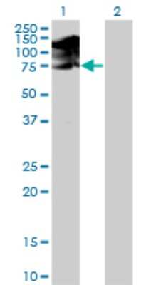 Western Blot: SRPK1 Antibody (6H5) [H00006732-M01]