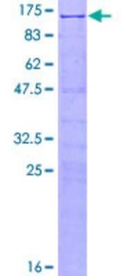 SDS-PAGE: Recombinant Human SRPK1 GST (N-Term) Protein [H00006732-P01]