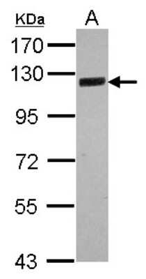 Western Blot: SRPK2 Antibody [NBP2-20484]
