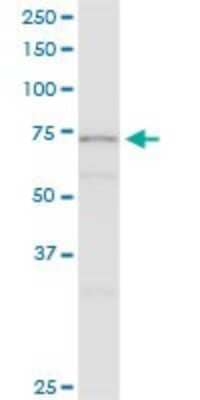 Western Blot: SRPR alpha Antibody [H00006734-B02P]