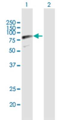 Western Blot: SRPR alpha Antibody [H00006734-B02P]
