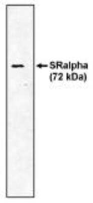 Western Blot: SRPR alpha Antibody [NBP2-66583]