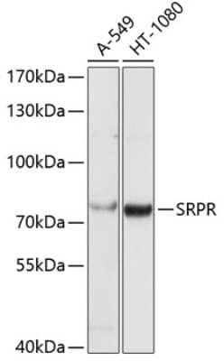 Western Blot: SRPR alpha AntibodyBSA Free [NBP2-93626]