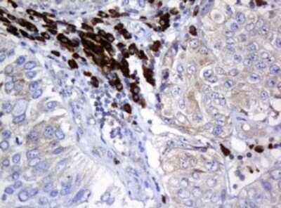 Immunohistochemistry: SRPRB Antibody (OTI2D4) - Azide and BSA Free [NBP2-74351]