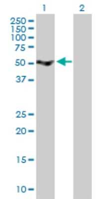 Western Blot: SRPX Antibody [H00008406-B01P]