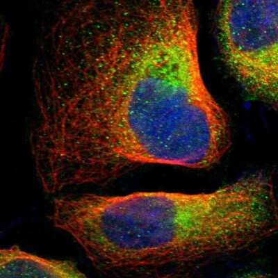 Immunocytochemistry/ Immunofluorescence: SRRD Antibody [NBP1-83284]