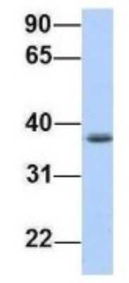 Western Blot: SRRD Antibody [NBP1-70715]