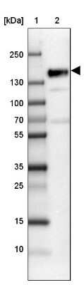 Western Blot: SRRM1 Antibody [NBP2-13381]