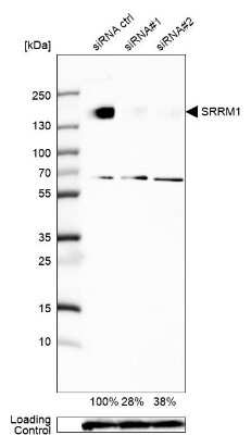 Western Blot: SRRM1 Antibody [NBP2-57064]