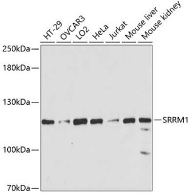 Western Blot: SRRM1 AntibodyAzide and BSA Free [NBP2-93715]