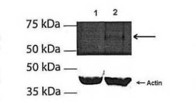Western Blot: SRRM4 Antibody [NBP1-91504]