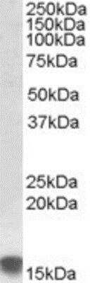 Western Blot: SRXN1 Antibody [NBP1-36991]