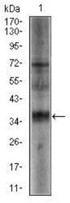 Western Blot: SRY Antibody (1G4)BSA Free [NBP2-37463]