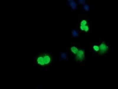 Immunofluorescence: SRY Antibody (OTI3C8) [NBP2-45430]