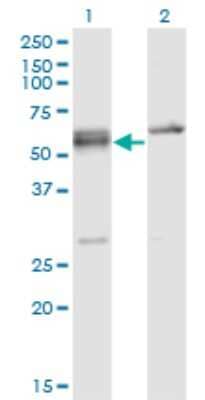 Western Blot: SRp55 Antibody (5G6) [H00006431-M02]