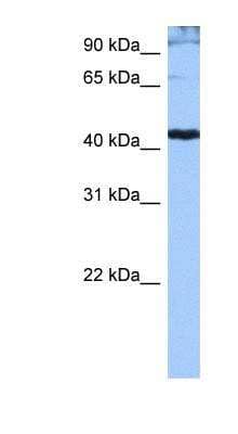 Western Blot: SRp55 Antibody [NBP1-57112]