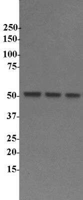 Western Blot: SRp55 Antibody [NBP2-04142]