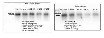 Western Blot: SRp55 Antibody [NBP2-04142]