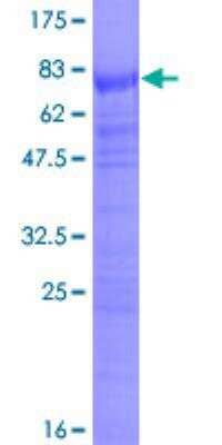 SDS-PAGE: Recombinant Human SRp55 GST (N-Term) Protein [H00006431-P01]