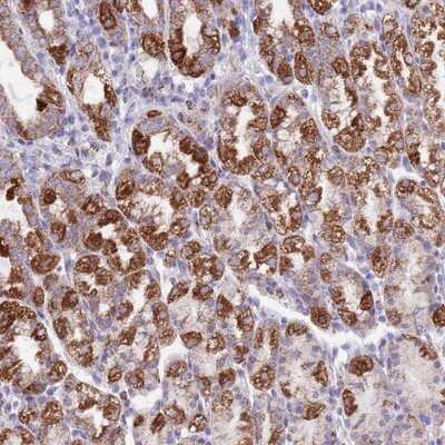 Immunohistochemistry-Paraffin: SS18L2 Antibody [NBP2-13386]