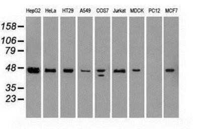 Western Blot: SSB Antibody (OTI2C8)Azide and BSA Free [NBP2-74356]