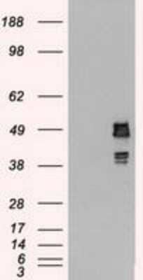 Western Blot: SSB Antibody (OTI2C8)Azide and BSA Free [NBP2-74356]