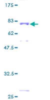 SDS-PAGE: Recombinant Human SSB GST (N-Term) Protein [H00006741-P01]