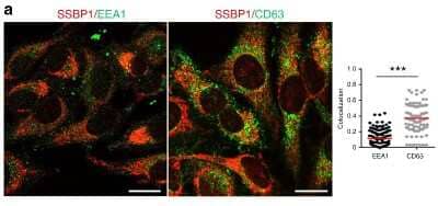 Immunocytochemistry/ Immunofluorescence: SSBP1 Antibody [NBP1-80720]