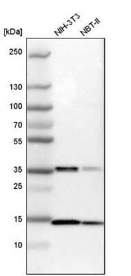 Western Blot: SSBP1 Antibody [NBP1-80720]