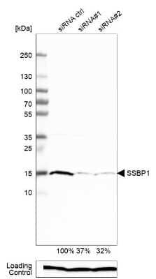 Western Blot: SSBP1 Antibody [NBP1-80720]