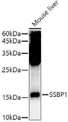 Western Blot: SSBP1 AntibodyBSA Free [NBP2-95237]