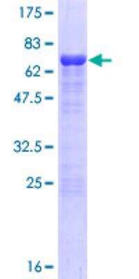 SDS-PAGE: Recombinant Human SSBP3 GST (N-Term) Protein [H00023648-P01]