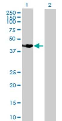 Western Blot: SSBP4 Antibody [H00170463-B01P]