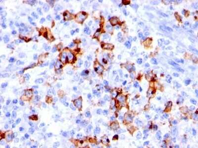 Immunohistochemistry-Paraffin: SSEA-1 Antibody (BRA-4F1) [NBP2-45303]