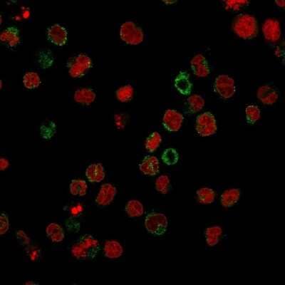 Immunocytochemistry/ Immunofluorescence: SSEA-1 Antibody (FR4A5) [NBP2-45304]