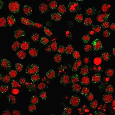 Immunocytochemistry/ Immunofluorescence: SSEA-1 Antibody (FUT4/1478R) - Azide and BSA Free [NBP2-49879]