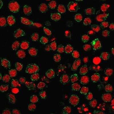 Immunocytochemistry/ Immunofluorescence: SSEA-1 Antibody (FUT4/1478R) [NBP2-49878]