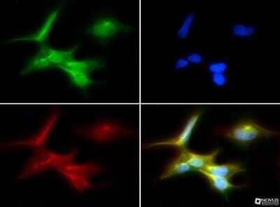 Immunocytochemistry/ Immunofluorescence: SSEA-1 Antibody (MC-480) - Azide and BSA Free [NBP2-80961]