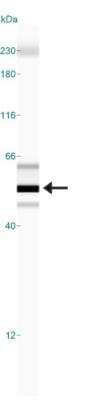 Simple Western: SSEA-1 Antibody (MC-480) [NB100-1831]