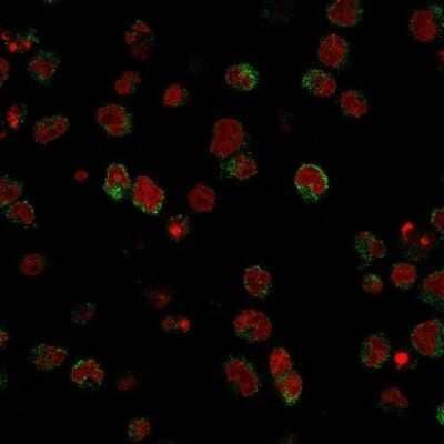 Immunocytochemistry/ Immunofluorescence: SSEA-1 Antibody (SPM490) [NBP2-45305]