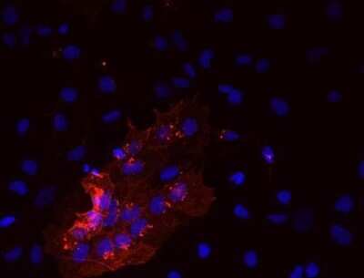 Immunocytochemistry/ Immunofluorescence: SSEA-5 Antibody (8e11) [NBP2-42922]