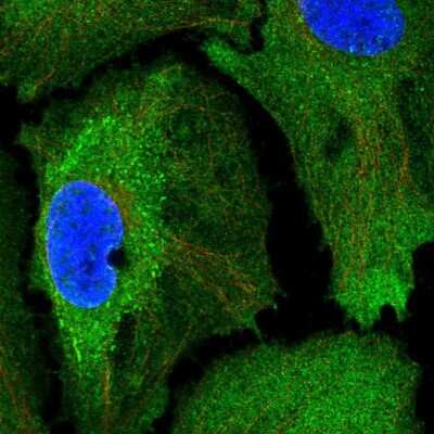 Immunocytochemistry/ Immunofluorescence: SSFA2 Antibody [NBP2-56783]