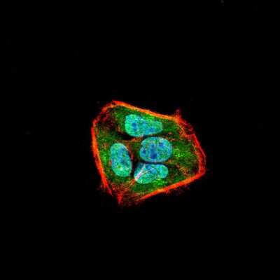 Immunocytochemistry/ Immunofluorescence: SSH1 Antibody (1A5C8) - BSA Free [NBP2-52569]