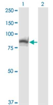 Western Blot: SSH3 Antibody (6F9) [H00054961-M01]