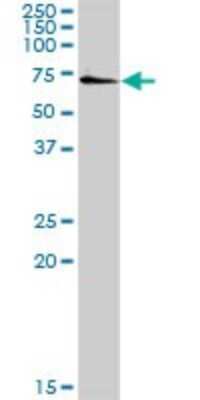 Western Blot: SSH3 Antibody [H00054961-D01P]