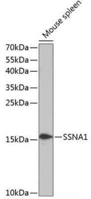 Western Blot: SSNA1 AntibodyBSA Free [NBP2-94036]