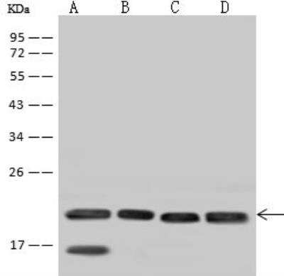 Western Blot: SSR3 Antibody [NBP2-97569]