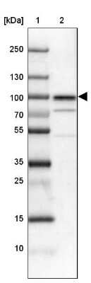 Western Blot: SSRP1 Antibody [NBP1-84754]