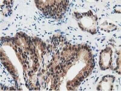 Immunohistochemistry: SSSCA1 Antibody (OTI2F5) - Azide and BSA Free [NBP2-74359]